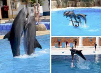 Alanya Dolphin Show