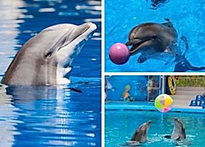Antalya Dolphin Show