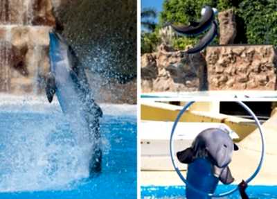 Belek Dolphin Show