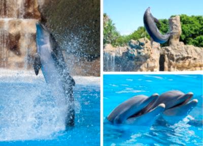 Kemer Dolphin Show