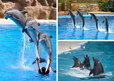 Manavgat Dolphin Show