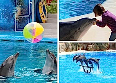 Side Dolphin Show