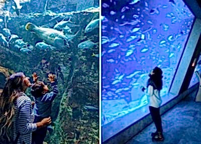 Istanbul-Aquarium-Tour